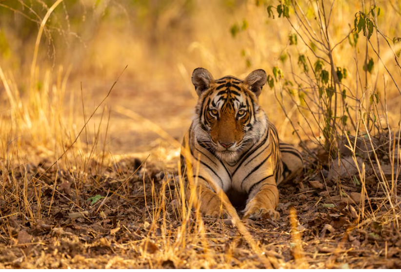 Sony Camera Wildlife photography Course